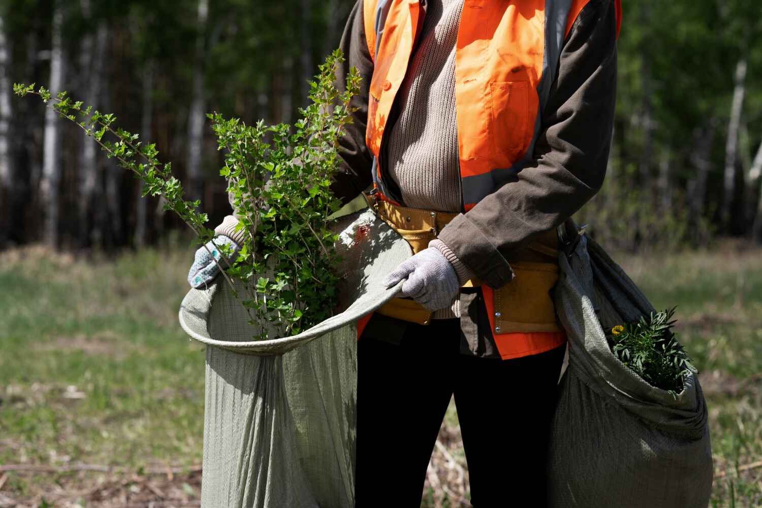 The Steps Involved in Our Tree Care Process in Borden, IN